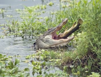 Alligator eating a large fish in Florida lake. Alligator eating a large fish
