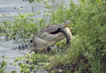 Alligator eating a large fish in Florida lake. Alligator eating a large fish