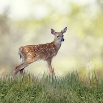 White-tailed deer fawn in grass. White-tailed deer fawn