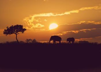 silhouettes of African elephants at sunset.  African elephants at sunset
