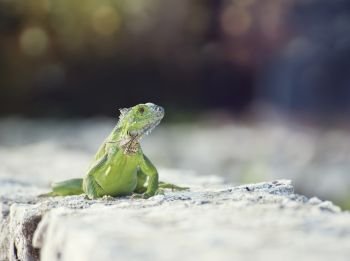 Green Iguana sunning on a stone wall. Green Iguana,front view