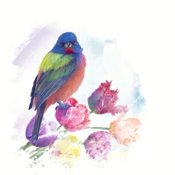 Male Painted Bunting with tulips, watercolor painting. Male Painted Bunting watercolor