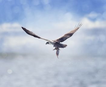 Osprey in Flight Carrying A Fish In It’s Talons . Osprey Carrying A Fish In It’s Talons 