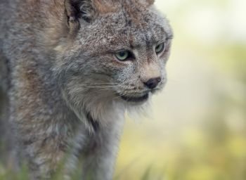 Canada Lynx Portrait  ,close up . Canada Lynx
