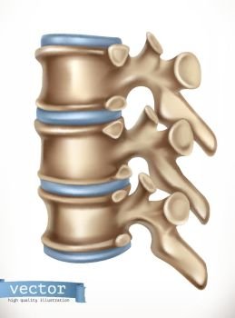 Spine structure. Human skeleton, medicine. 3d vector icon