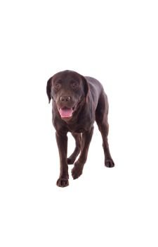 Beautiful black Labrador dog breed in isolated studio on white background