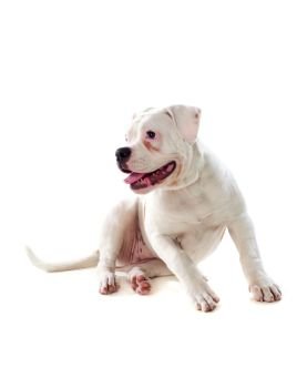 Cute American Bulldog isolated on white background