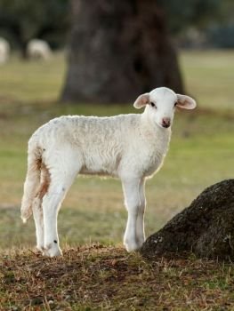 Beautiful lamb in the nature with a beautiful light