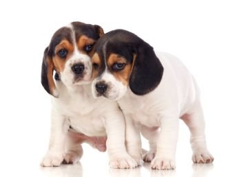 Two beautiful beagle puppies. Two beautiful beagle puppies isolated on a white background