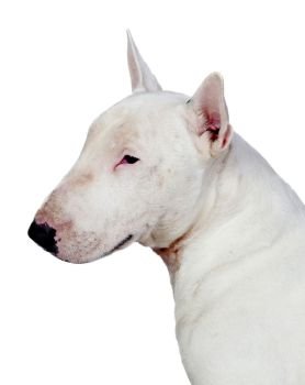 Profile of white bull terrier.. Profile of white bull terrier. Strong dog