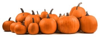 Many orange pumpkins. Many orange pumpkins isolated on white background, Halloween concept