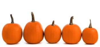 Five orange pumpkins. Five orange pumpkins in a row isolated on white background, Halloween concept