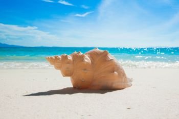 Seashell on beach. Seashell on sand of tropical sea beach