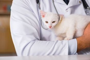 White kitten visiting vet for check up