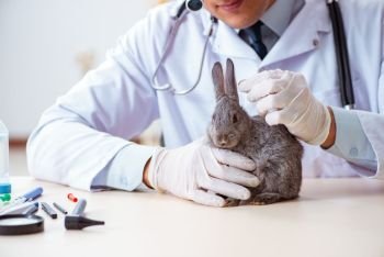 Vet doctor checking up rabbit in his clinic