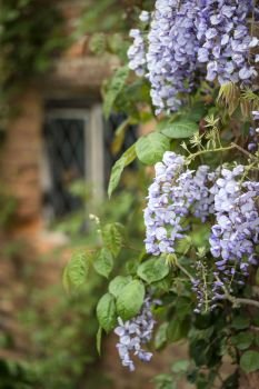 Beautiful Japanese Wisteria climbing old brick wall in English country garden