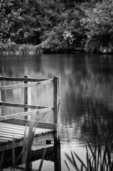 Shallow depth of field landscape image of peaceful Summer lake in English countryside in black and white