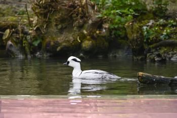 Portrait of Smew duck bird Megellus Albellus on water in Spring