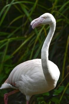 Beautiful portrait of Greater Flamingo Phoenicopterus Roseus bird grooming itself