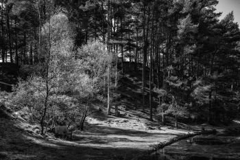 Beautiful landscape image of old bench lakeside to old clay pit lake in black and white
