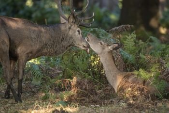 Beautiful intimate tender moment between red deer stag and hind doe during rutting season showing bond between the animals