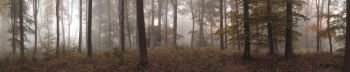 Large panorama foggy Autumn Fall forest landscape 