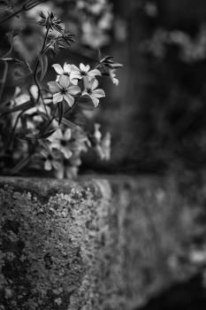 Fine art image of wild blue phlox flower in Spring overflowing from vintage planter box in black and white