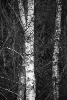 Beautiful high contrast intimate landscape image of silver birch tree aginst dark background