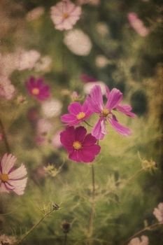 Stunning image of meadow of wild flowers in Summer with vintage retro effect filters applied