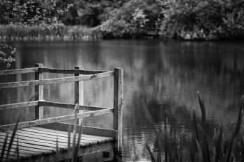 Shallow depth of field landscape image of vibrant peaceful Summe. Shallow depth of field landscape image of peaceful Summer lake in English countryside in black and white