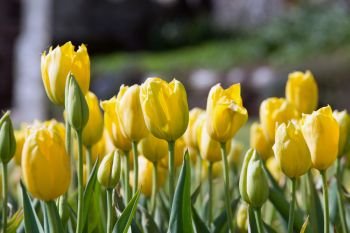 Beautiful vibrant yellow tulips in landscape country garden. Beautiful colorful yellow tulips in landscape country garden