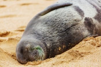 Seal. Pretty relaxing  seal in the beach, Hawaii, USA
