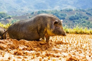 Pig. Vietnamese Pig in the mud