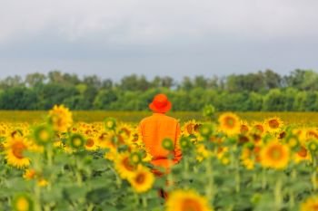 Man in sunflowers field. Man in orange clother in sunner sunflowers field