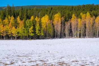 Season changing, first snow and autumn trees in Colorado, USA. 