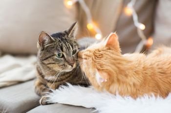 pets, christmas and hygge concept - two cats lying on sofa with sheepskin at home in winter. two cats lying on sofa with sheepskin at home