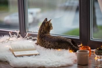 pets, christmas and hygge concept - tabby cat lying on window sill with book and garland lights at home. tabby cat lying on window sill with book at home