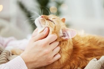 pets, hygge and people concept - close up of female owner with red tabby cat in bed at home. close up of owner with red cat in bed at home