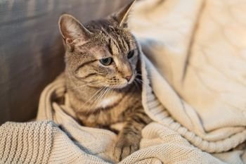 pets and hygge concept - tabby cat lying on blanket at home in winter. tabby cat lying on blanket at home in winter