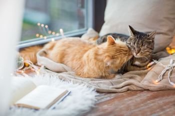 pets, christmas and hygge concept - two cats lying on window sill with blanket at home. two cats lying on window sill with blanket at home