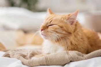 pets and hygge concept - red tabby cat sleeping on blanket at home in winter. red cat sleeping on blanket at home in winter