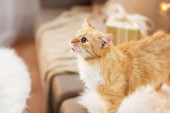 pets, christmas and hygge concept - red tabby cat on sofa with present at home in winter. red tabby cat on sofa with christmas gift at home