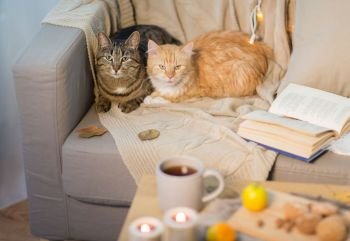 pets and hygge concept - two cats lying on sofa at home in winter. two cats lying on sofa at home