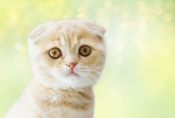 pets, animals and cats concept - close up of scottish fold kitten over green background with lights. close up of scottish fold kitten
