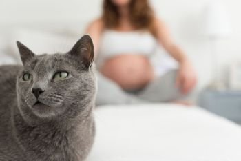 Cats and motherhood. Close up to cat with pregnant woman in background