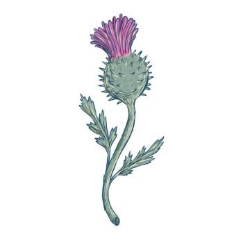 Drawing sketch style illustration of Scottish Thistle, a flowering plant with sharp prickles in the family Asteraceae on isolated background.. Scottish Thistle Drawing
