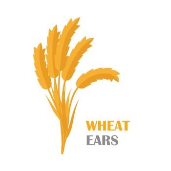 Wheat Ears vector banner in flat style design. New harvest, grain growing concept. Illustration for bakery, bread store, agricultural company logo design. Ripe ears with text on white background.   . Wheat Ears Concept Illustration in Flat Design. 