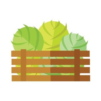 Fresh cabbage at the market vector. Flat design. Delivery farm products, grocery store assortment, foods for diet concept. Illustration of wooden box full of ripe vegetables. Isolated on white.. Fresh Cabbage at the Market Vector Illustration.  