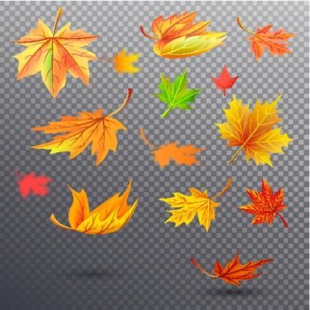 Bright Autumn Fallen Maple Leaves Illustrations. Autumn fallen maple leaves of bright orange, sunny yellow and saturated green colors isolated vector illustrations set on transparent background.