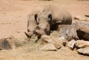 Two African wildlife safari rhinoceros
